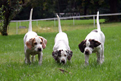 Phantom Lady's Pups on a Grouse Wing