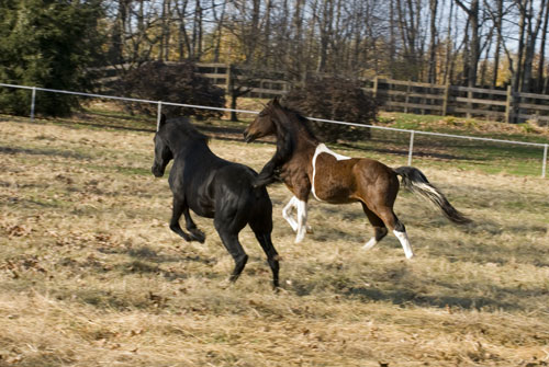 Willy and Rex go for a  romp