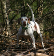 Autumn Memory Wildfire on a grouse