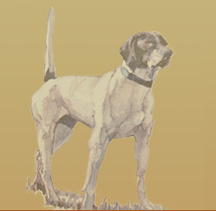 Watercolor of Pointer