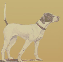 Watercolor of Pointer